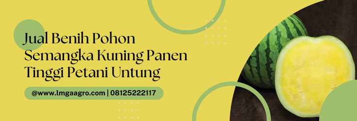 Jenis jenis semangka, pohon semangka kuning, pohon semangka inul, cara membuat buah semangka besar, umur panen semangka, Lmga Agro