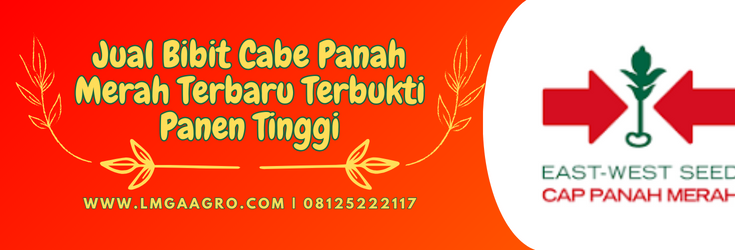 Bibit cabe panah merah terbaru, tanaman cabe, cara menanam cabe, budidaya cabe, hama cabe