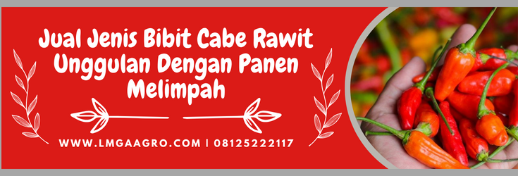 Tanam cabe, tanaman cabe, pohon cabe, tanaman cabe, jenis bibit cabe rawit unggulan