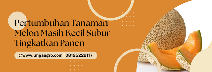 Cara menanam melon, benih melon, tanaman buah melon, pohon melon masih kecil, jenis jenis melon, LMGA AGRO