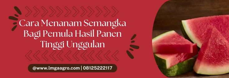 Pemeliharaan tanaman semangka, budidaya semangka, cara menanam semangka bagi pemula, jenis jenis semangka, umur panen semangka, LMGA AGRO