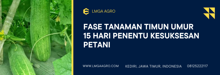 Tanaman timun umur 15 hari, budidaya timun, budidaya timun, pohon mentimun, menanam timun, LMGA AGRO