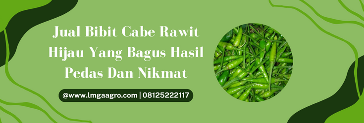 Tanam cabai, pohon cabe, tanaman cabe, bibit cabe rawit hijau yang bagus, jual bibit cabe rawit, lmga agro