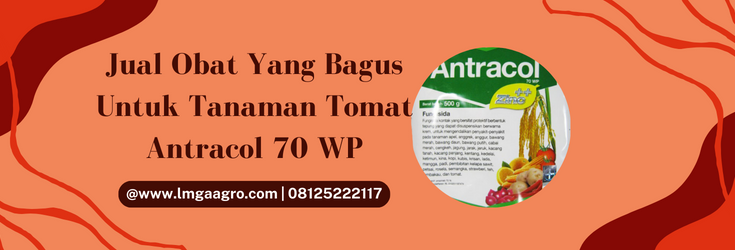 Tanam tomat, budidaya tomat, obat yang bagus untuk tanaman tomat, penyakit tomat, penyakit pada tomat, lmga agro