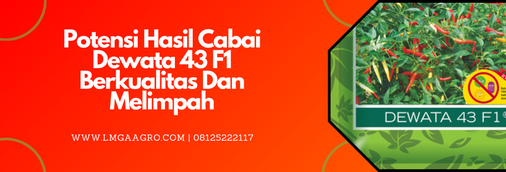 Budidaya cabe, cara menanam cabe, tanam cabe, cabe dewata, potensi hasil cabai Dewata 43 F1, LMGA AGRO