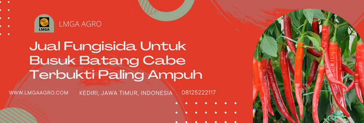Fungisida untuk cabe, fungisida untuk busuk batang cabe, budidaya cabe, pohon cabe, cara menanam cabe, LMGA AGRO