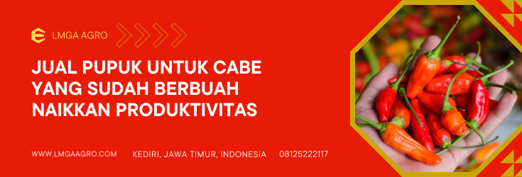 Budidaya cabe, cara menanam cabe, tanaman cabe, pupuk untuk tanaman cabe yang sudah berbuah , tanam cabe rawit, LMGA AGRO