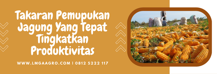 Pupuk organik adalah, takaran pemupukan jagung, budidaya jagung, jarak tanam jagung manis, pertanian jagung, Lmga Agro
