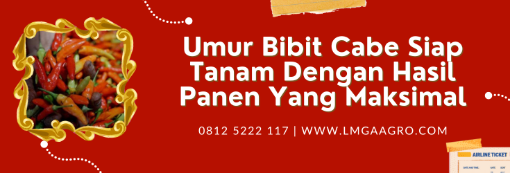 Cabai hibrida, budidaya cabe, umur bibit cabe siap tanam, bibit cabe, menanam cabai, LMGA AGRO