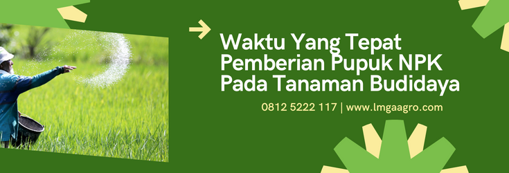 Jenis-jenis pupuk, waktu yang tepat pemberian pupu NPK, pupuk tanaman, budidaya tanaman, pupuk majemuk, lmga agro