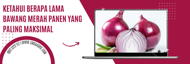 Pohon bawang merah, sanren f1, berapa lama bawang merah panen, khasiat bawang merah, fungsi bawang merah