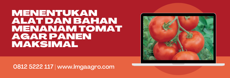 Cara merawat tomat, tanam tomat, budidaya tomat, cara menyemai tomat, alat dan bahan menanam tomat, LMGA AGRO