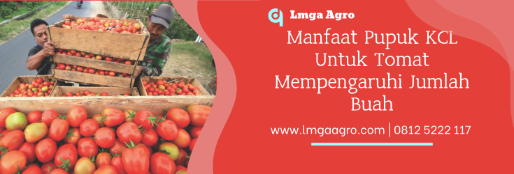 pupuk organik, fungsi pupuk kcl, buah tomat, manfaat pupuk kcl untuk tomat, fungsi pupuk, Lmga Agro