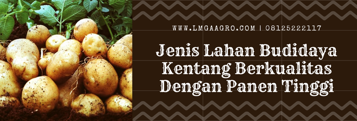 Budidaya kentang, umur tanaman kentang, panen kentang, budidaya tanaman kentang, jenis lahan budidaya kentang, Lmga Agro