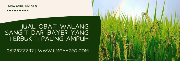 Serangga bau sangit, budidaya padi, walang sangit hitam, obat walang sangit dari bayer, Lmga Agro