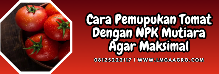 Budidaya tomat, pupuk tomat, takaran pupuk npk, cara pemakaian pupuk npk, cara pemupukan tomat dengan npk mutiara, Lmga Agro