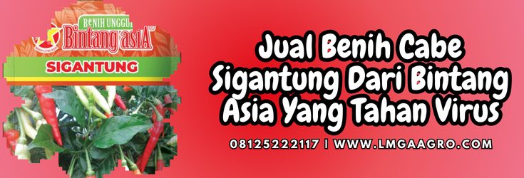 Budidaya cabe, cara menanam cabe, tanam cabe, bibit cabe, benih cabe sigantung, Lmga Agro