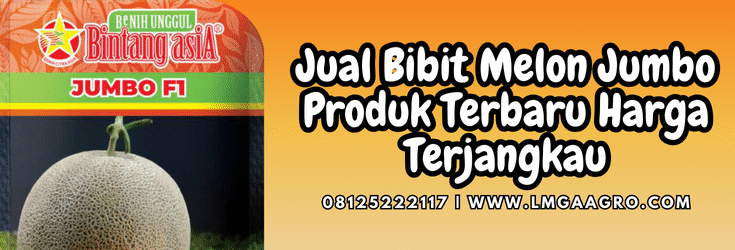 Cara menanam melon, budidaya melon, tanam melon, benih melon madu, jual bibit melon jumbo, Lmga Agro