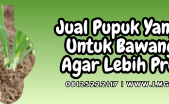 pupuk yang bagus untuk bawang daun, bawang daun, bibit daun bawang, atonik, tanaman daun bawang, jenis pupuk