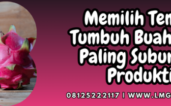 Budidaya buah naga, cara memilih buah naga, tempat tumbuh buah naga, ciri ciri buah naga, daun buah naga, Lmga Agro