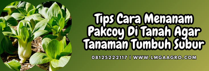 pohon pakcoy, manfaat pakcoy, panen pakcoy, cara menanam pakcoy di tanah, pakcoy hidroponik, Lmga Agro