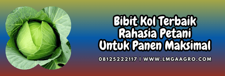 bibit kol terbaik,bibit,kol,terbaik,lmga agro