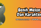 bibit,bibit melon,bibit melon terbaik,budidaya,budidaya melon,lmga agro