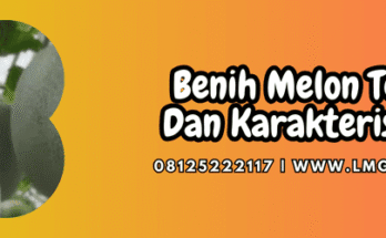 bibit,bibit melon,bibit melon terbaik,budidaya,budidaya melon,lmga agro