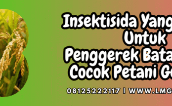 insektisida yang ampuh untuk penggerek batang padi,pestisida,insektisida,penggerek batang,padi,lmga agro