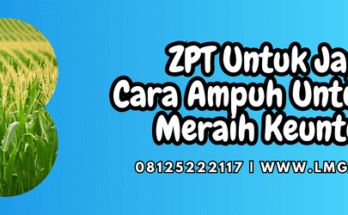 zpt untuk jagung,zpt,jagung,zat pengatur tumbuh,lmga agro